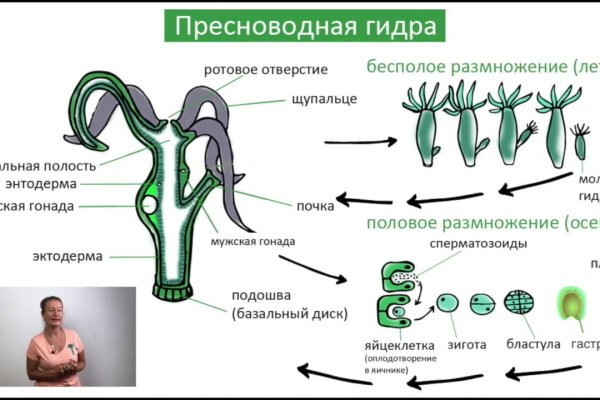 Кракен зеркало krakenat2krnkrnk com