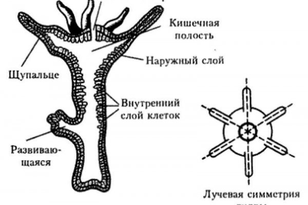 Ссылки тор браузер